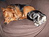 Member Pet Picture Gallery-129.jpg