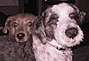 Member Pet Picture Gallery-027.jpg