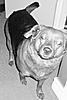 Member Pet Picture Gallery-406.jpg